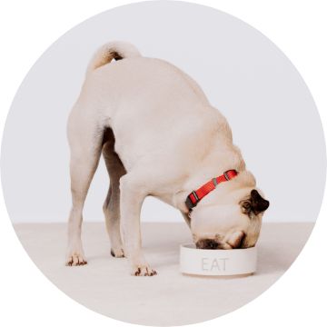Dog eating out of a bowl