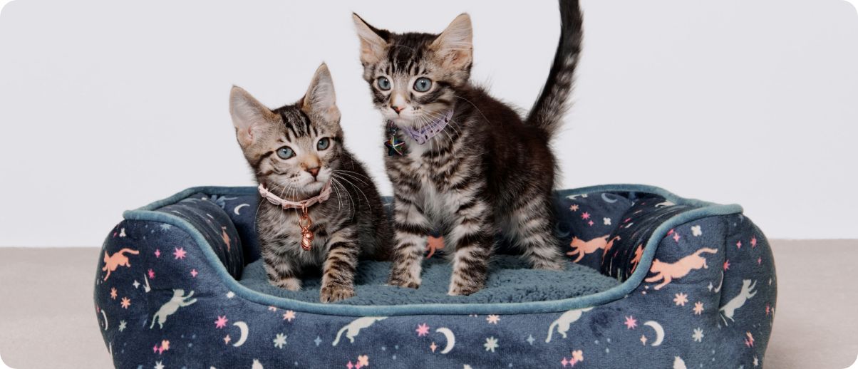 Two kittens laying on a cuddler bed