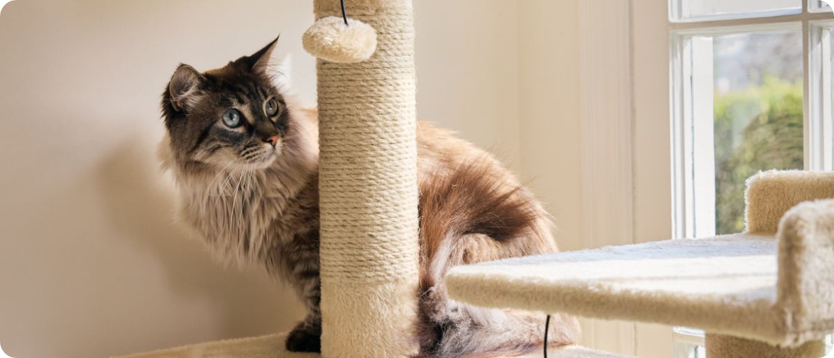 Cat on a tower