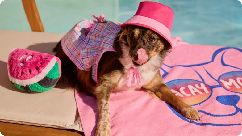 Dog relaxing near pool with accessories, towel & toy