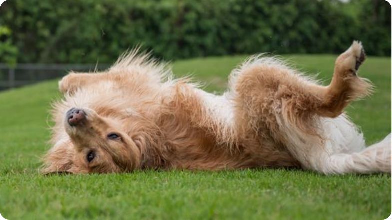 Dog rolling on lawn