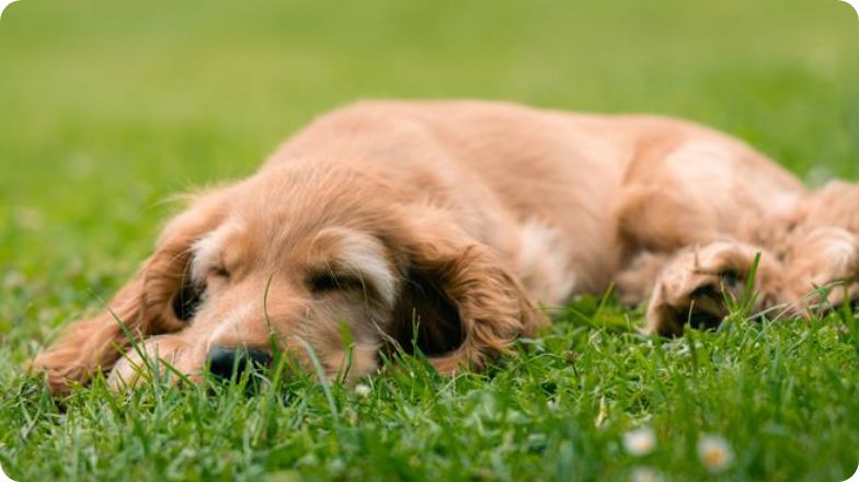 Dog relaxing on lawn