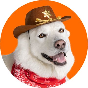 Dog with winged costume and horns