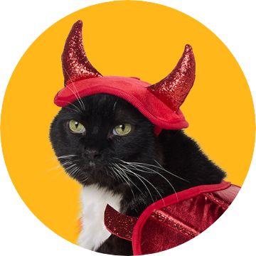 Cat in wig, dress with arm holding fake knife
