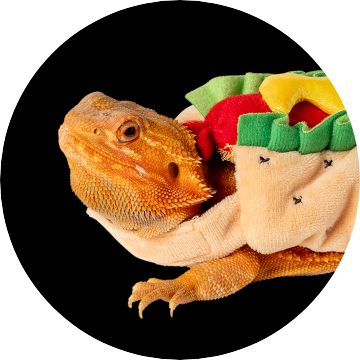 Beardie in pumpkin costume