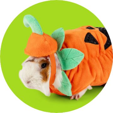Guinea pig in green monster costume