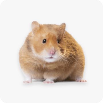 hamster