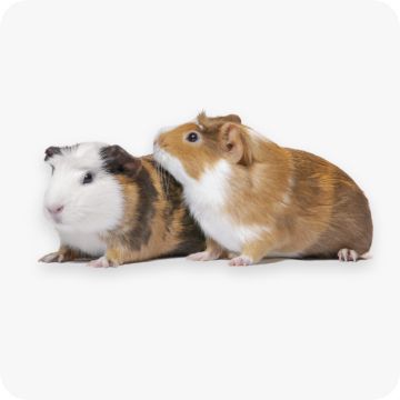 Two Guinea pigs