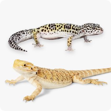 Bearded dragon & gecko