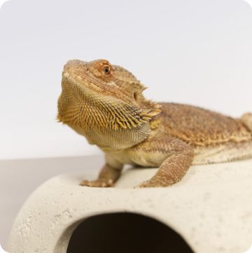 Reptile on decor