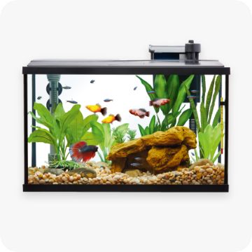 Fish in an aquarium