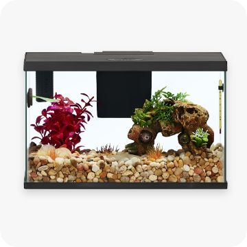 Fish in an aquarium
