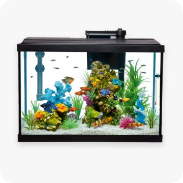 Fish in an aquarium