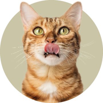 cat licking lips