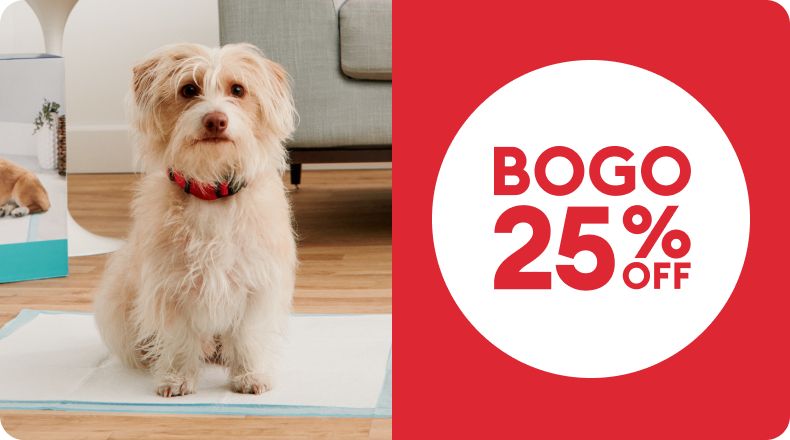 Dog on puppy pad in home