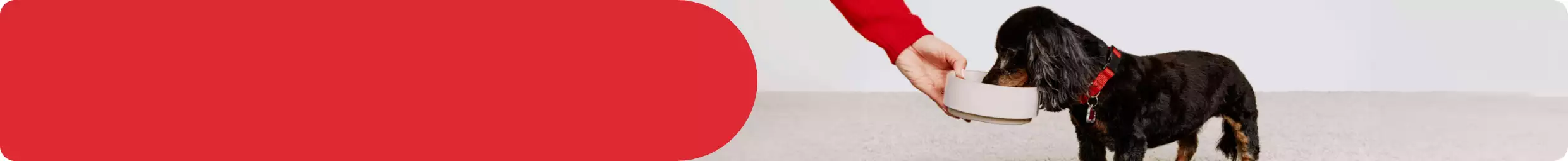 Small dog eating out of a bowl held by the pet parent