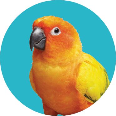 Conure