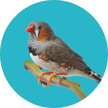 Finch/Canary