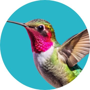 Wild Bird