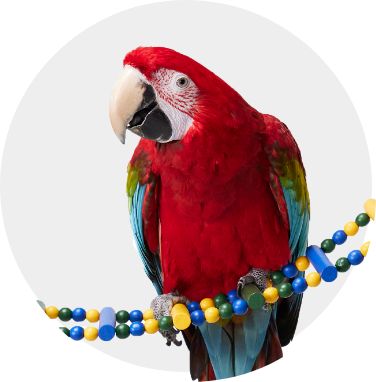 Parrot