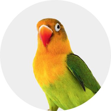 Lovebird