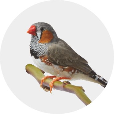 Finch/Canary