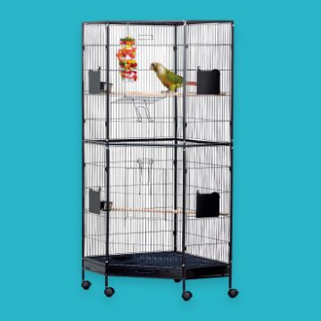 Bird in cage