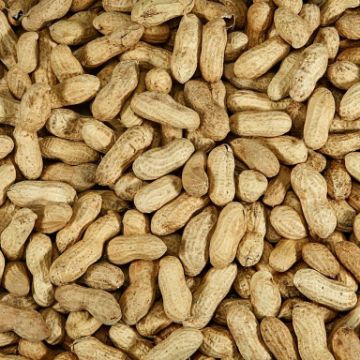 peanuts