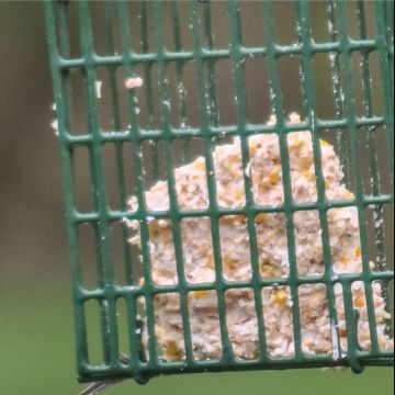 bird suet