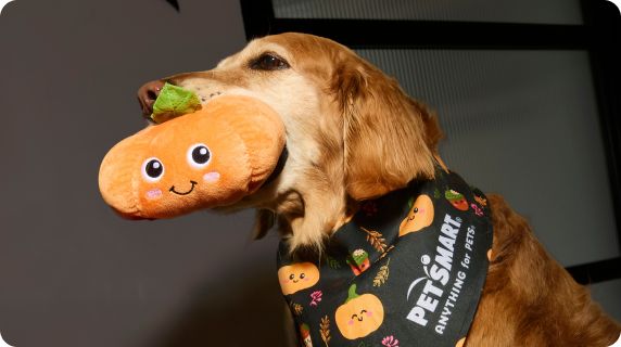 Dog wearing a fall bandana & holding a pumpkin toy in their mouth