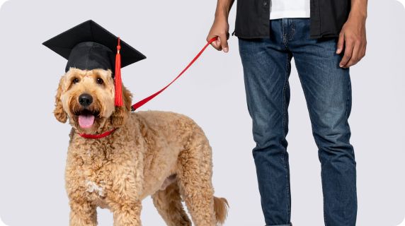 Dog on a leash wearing a graduation cap & standing with their pet parent