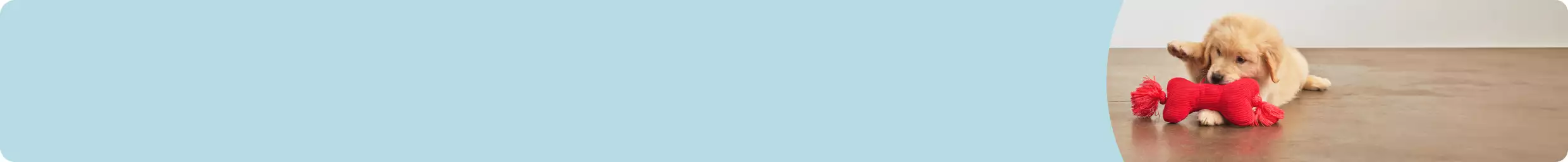 Golden retriever puppy playing with red bow chew toy