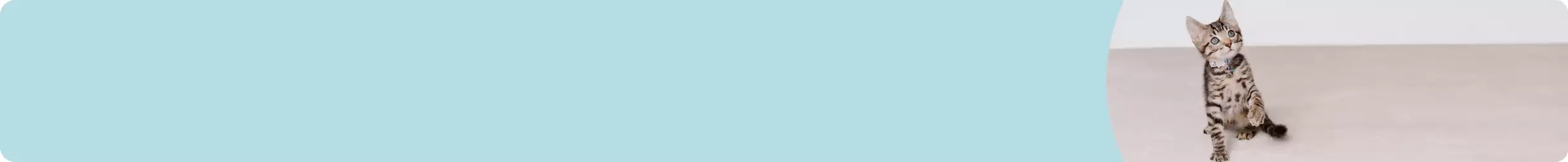 Tabby kitten looking up with paw in the air