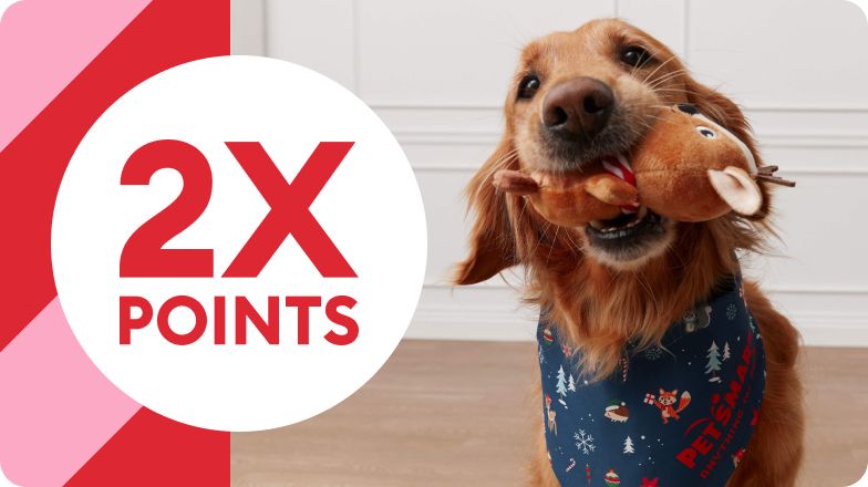 Red & pink stripes with 2X POINTS & a Golden Retriever with plush toy in mouth