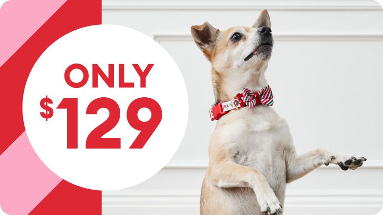 Red & pink stripes with ONLY $129 & a playful chihuahua on hind legs