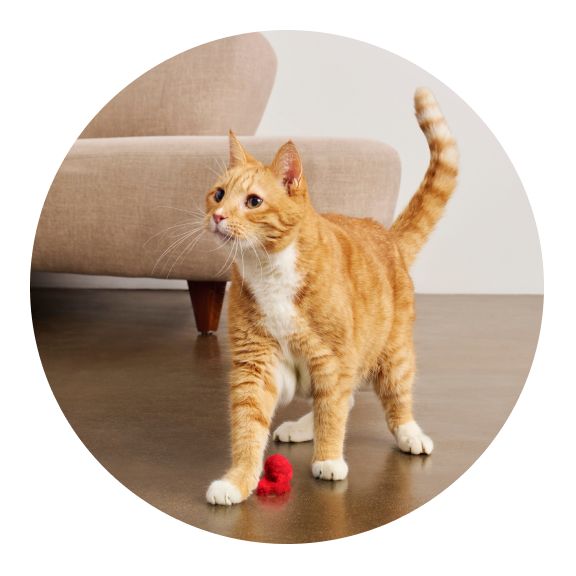 Orange cat on the move in living room