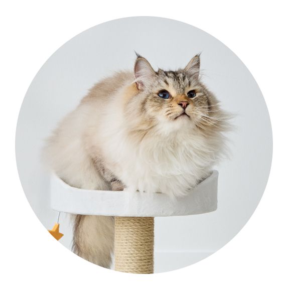 Long-haired cat laying on top of cat tower perch
