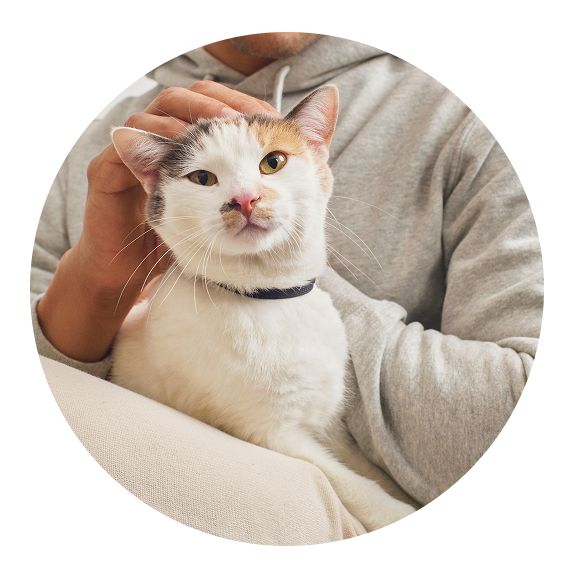 Closeup of Calico cat being pet on head