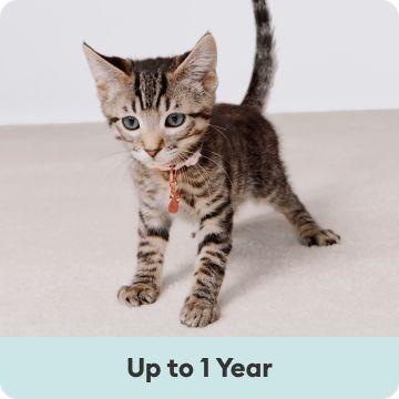 Young tabby kitten on the move and up to 1 year text