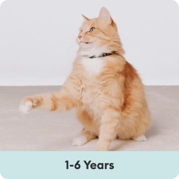 Orange cat with paw extended and 1-6 years text