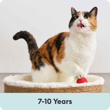 Multi-color cat meowing from cat bed and 7-10 years text