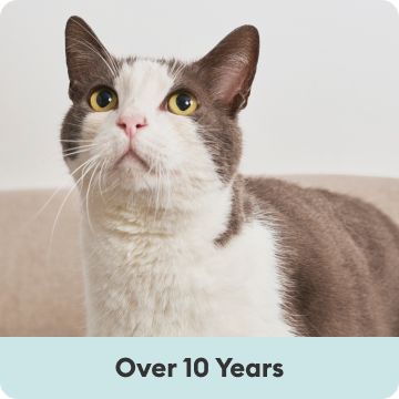 Closeup of gray and white cat looking up and over 10 years text