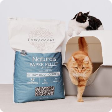 Bag of cat litter and 2 cats with litter box
