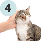 Cat being pet on top of head