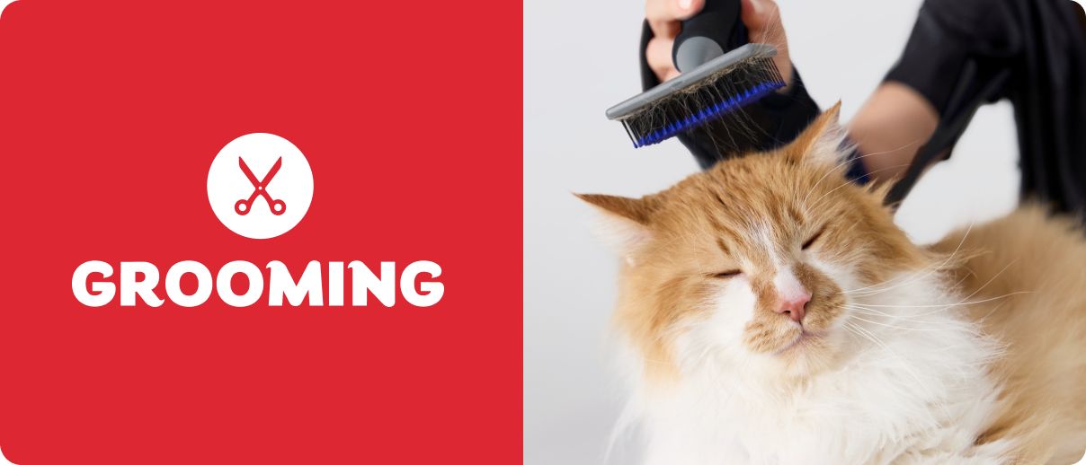 Grooming logo with orange & white long-haired cat being brushed