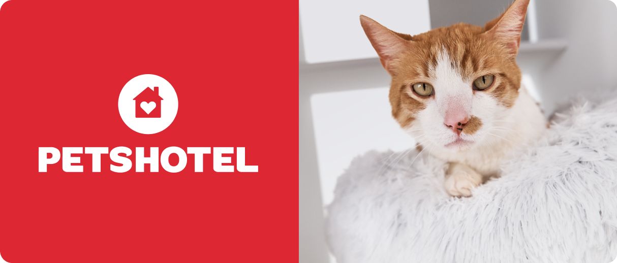 Short-haired orange & white cat on fluffy cat bed