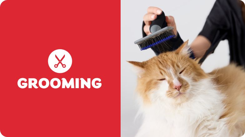 Grooming logo with orange & white long-haired cat being brushed