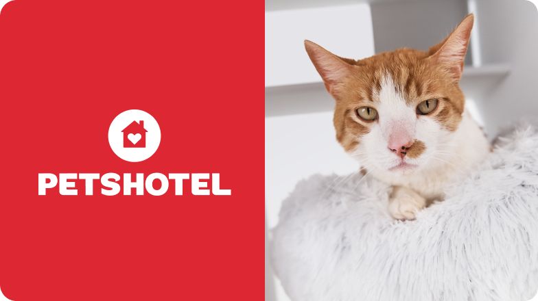 Short-haired cat on fluffy cat bed