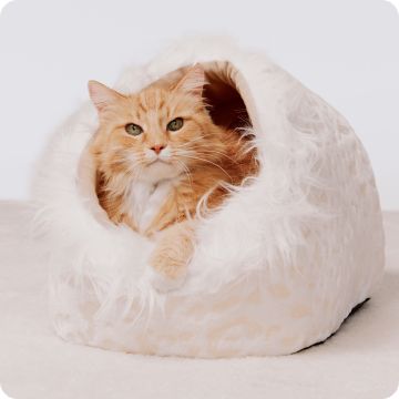 Orange cat peeking out of cat bed