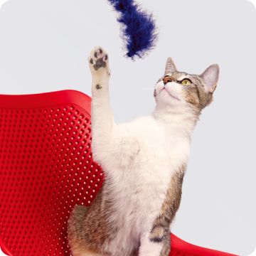 Cat playing with feather cat toy